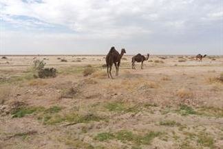 تالاب جازموریان بیابان شد/ فاجعه در جنوب کرمان