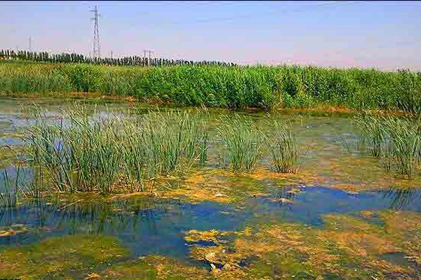 سطح آب تالاب جازموریان تغییر کرد