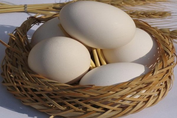 ایران به دیگر کشورها یارانه تخم‌مرغ می‌دهد