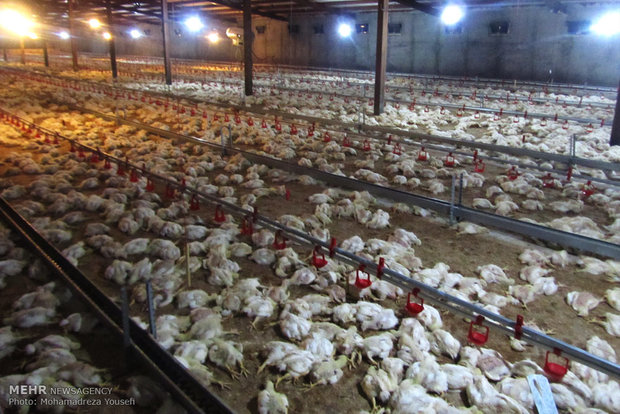 ظرفیت صادرات 3 میلیون تن مرغ به بازارهای منطقه