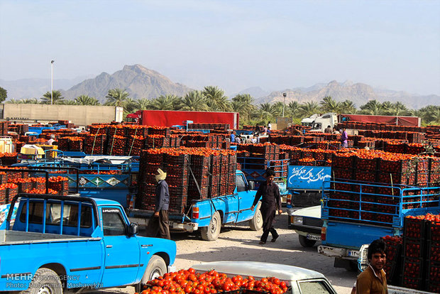 بازار گوجه فرنگی در شهرستان هشت بندی استان هرمزگان