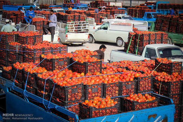 سمفونی ناکوک کشاورزی در جنوب کرمان/ نرخ گوجه‌ به ۲۰۰ تومان رسید