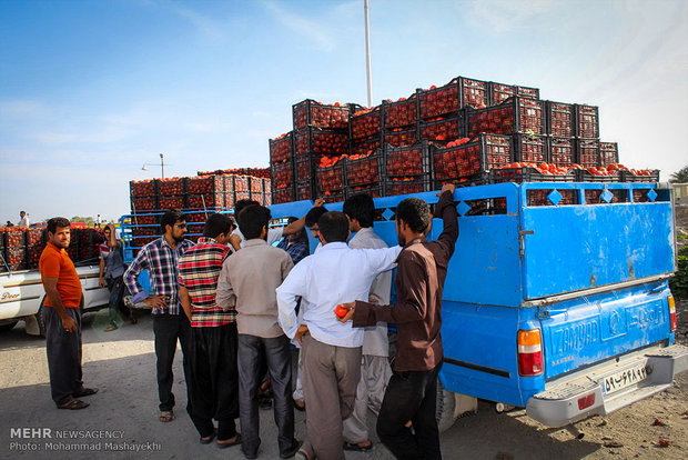 بازار گوجه فرنگی در شهرستان هشت بندی استان هرمزگان
