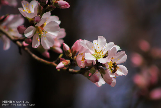 شکوفه های بهاری در زمستان