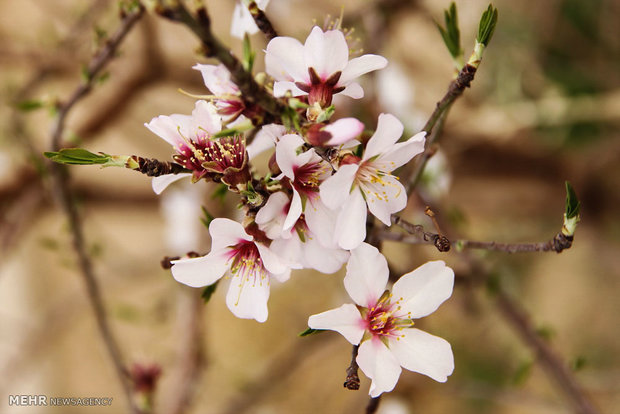 شکوفه های بهاری در زمستان