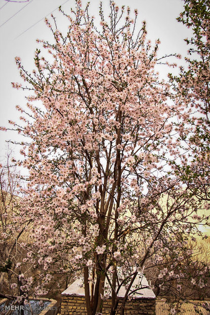 شکوفه های بهاری در زمستان