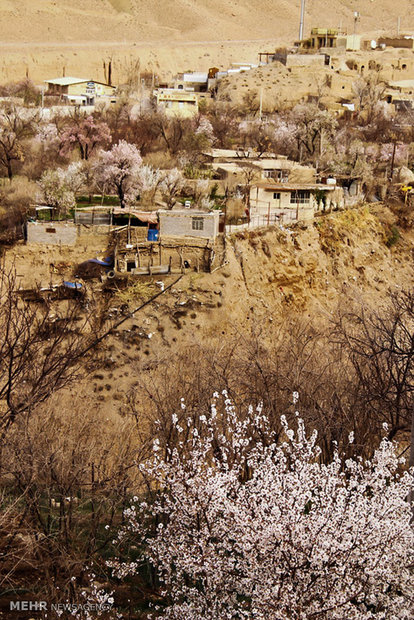 شکوفه های بهاری در زمستان