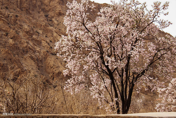 شکوفه های بهاری در زمستان