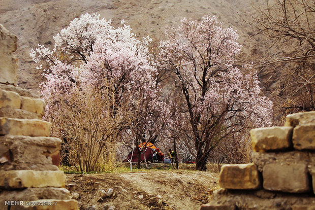 شکوفه های بهاری در زمستان