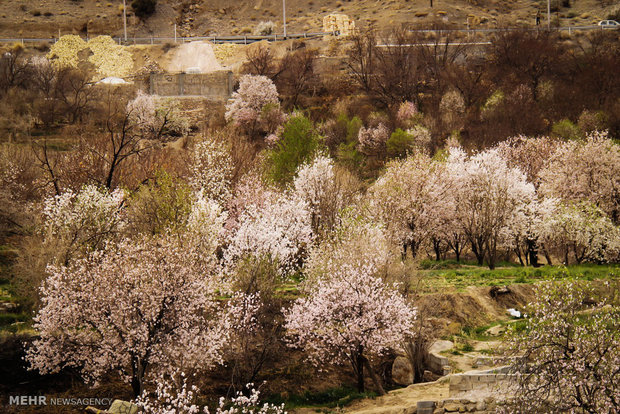 شکوفه های بهاری در زمستان