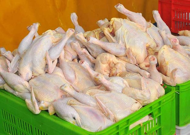  نبود مرغ جو روانی است/ توزیع مرغ منجمد در آشتیان