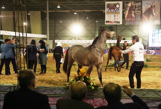 نفرات برتر جشنواره ملی زیبایی اسب اصیل عرب معرفی شد