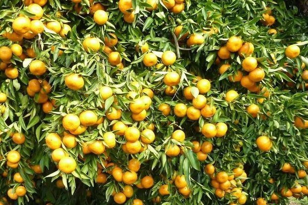 پرتقال‌های قاچاق از میدان تره بار سردرآوردند