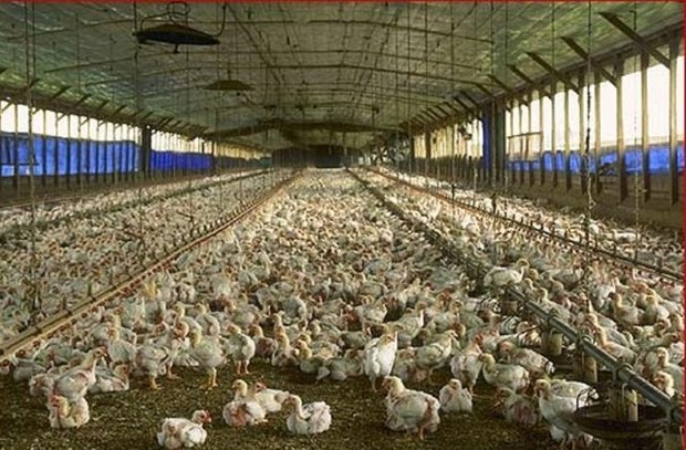 ۲۱۸ واحد پرورش مرغ نیمچه گوشتی در استان بوشهر فعال است