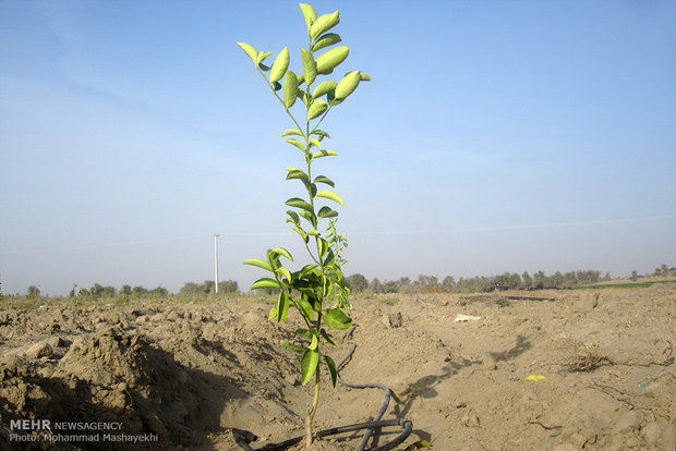 کاشت درخت صلح و دوستی توسط اعضای جمعیت هلال احمر اندیمشک