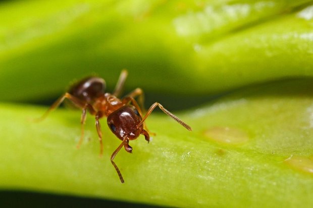مورچه ها هم سرویس بهداشتی دارند!