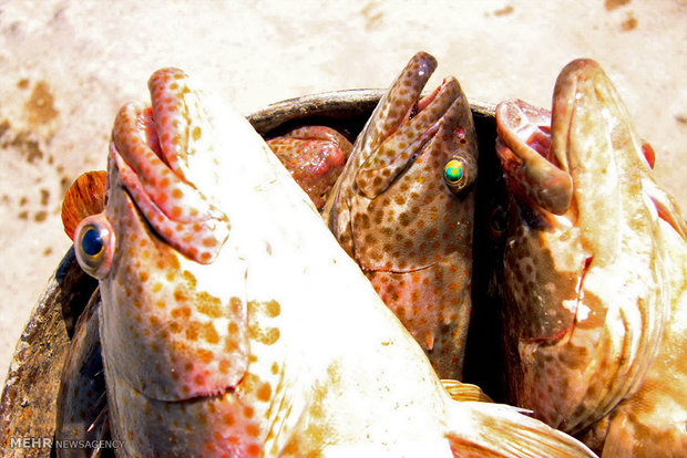 ماهی تیلاپیا حجم تولیدات خوزستان را کاهش می دهد