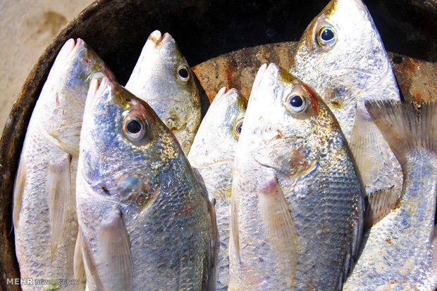 Iran to export $380mn of fishery products