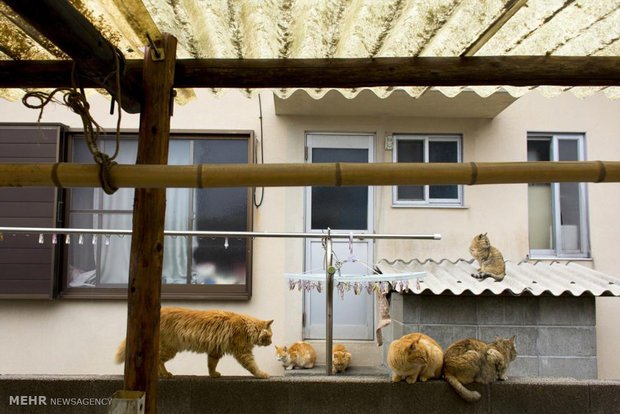 جزیره گربه ها در ژاپن