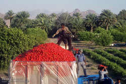 گوجه‌فرنگی خارج از فصل بندرلنگه وارد بازارهای داخلی وخارجی می شود
