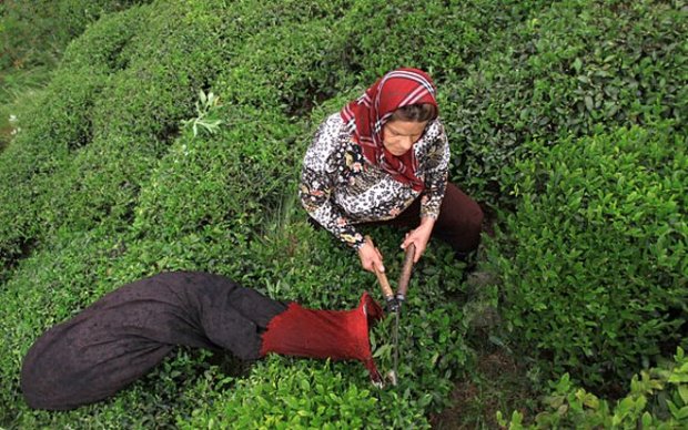  بوته‌های چای در کنار مقبره پدر چای ایران کاشته شد