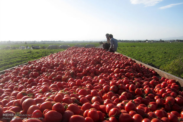 برداشت گوجه محلی در «خوران» شهرستان ایوان آغاز شد