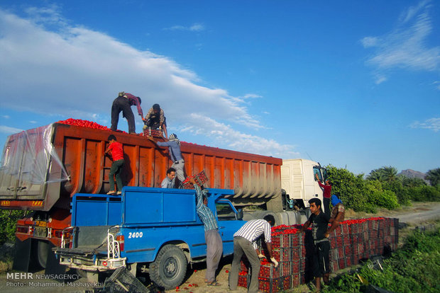 یک میلیون تن محصولات زراعی در آذربایجان غربی خریداری شد