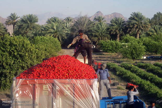 ۳۱۰ کشاورز گوجه کار هشت بندی چشم انتظار پرداخت مطالبات