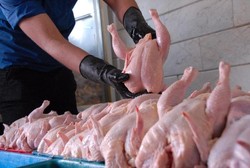 جمع‌آوری ۵ هزار تن مرغ مازاد توسط دولت