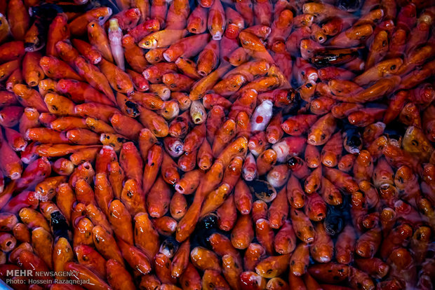 بازار فروش ماهی قرمز