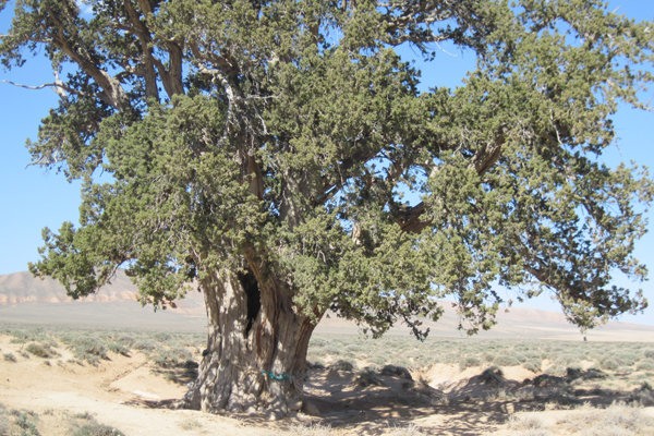 جمع‌آوری بذر گونه‌های جنگلی در کلاته‌رودبار با هدف حفاظت از طبیعت