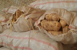 صادرات ۷۰۰۰ تن سیب‌زمینی کردستان به ارزش بیش از یک میلیون دلار