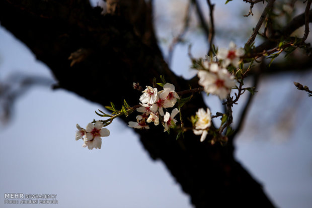 شکوفه های باغ های استان قم