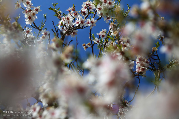 شکوفه های باغ های استان قم