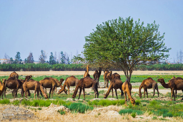 شتر ها در اطراف شهرستان آق قلا