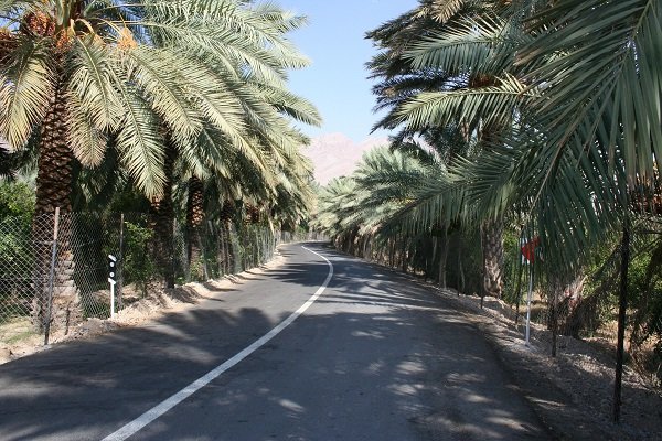 ۲۱۰ هزار تن خرما در جنوب کرمان برداشت می شود