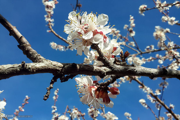 شکوفه های بهاری درختان میوه روستای کرمخگان استان قم