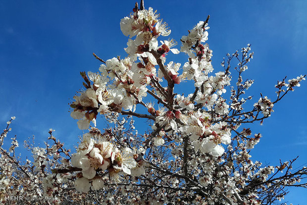 شکوفه های بهاری درختان میوه روستای کرمخگان استان قم