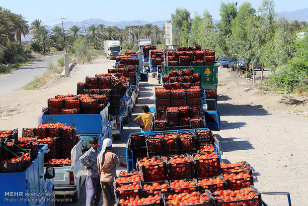 صف های طولانی خودروهای حامل گوجه فرنگی در شهرستان هشت بندی