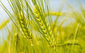 تولید بیش از ۱۱ میلیون تن گندم در کشور/ افزایش یک میلیون تنی خرید
