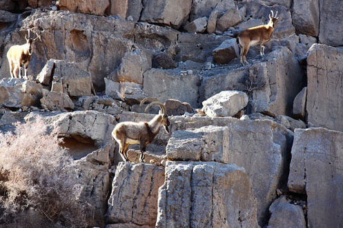 پیدا و پنهان عبور آزادراه اصفهان - شیراز  از پارک ملی «کلاه قاضی»