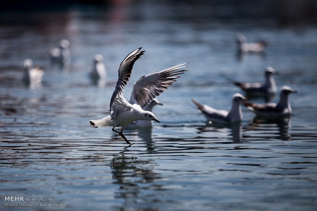 شناسایی ۱۱۴ گونه پرنده مهاجر در دریاچه شهدای خلیج فارس