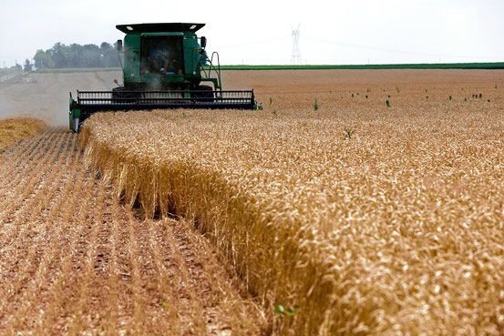 تولید گندم در خراسان شمالی ۴۰ درصد افزایش می یابد