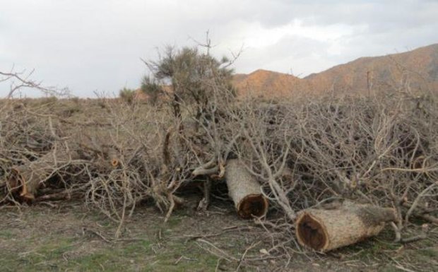 مجوز معدن بهانه قطع درختان/وقتی بشر دست خشکسالی را از پشت می بندد