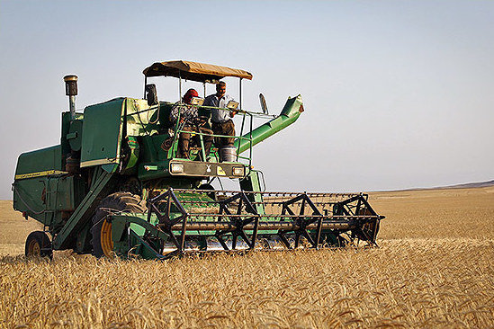 برداشت ۸۵ هزار تن گندم در استان بوشهر/ خرید تضمینی در ۴ مرکز