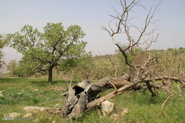 اختصاص ۲۰ میلیارد برای مبارزه با خشکیدگی درختان بلوط در لرستان