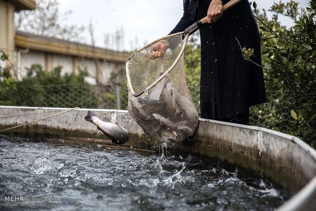 پرورش ۲۲۰ تن ماهی قزل آلا در استخرهای آباده