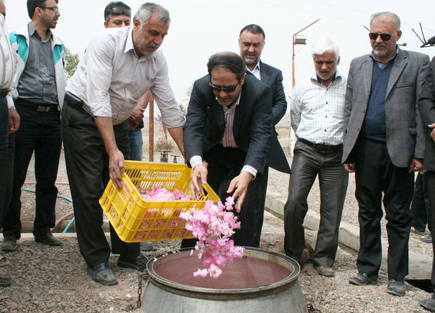 گل محمدی جایگزین مناسبی برای محصولات پر آب بر در قم است