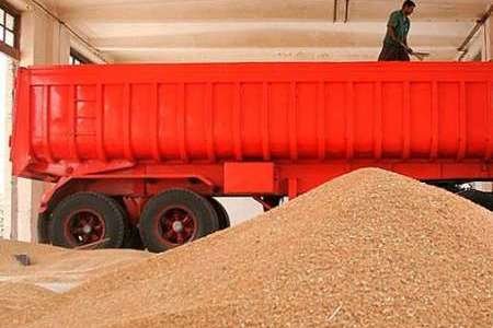 پیش بینی تولید۸۸۰هزارتن گندم درکردستان/مراکز خریدپیش بینی شده است
