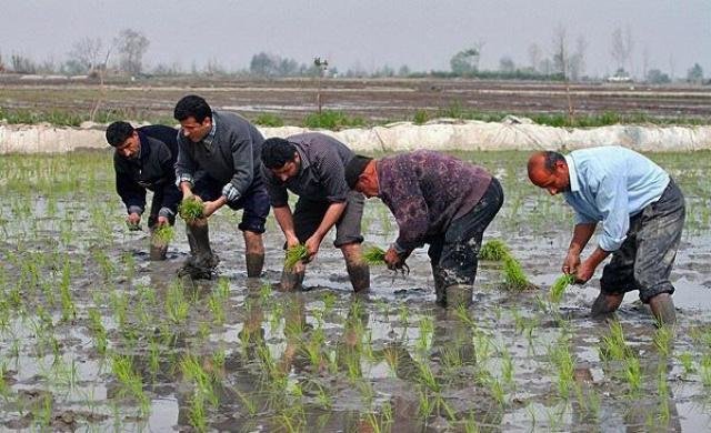 اینفوگرافیک؛ پیشرفت ۸۶ درصدی نشای برنج در گیلان اینفوگرافیک؛ پیشرفت ۸۶ درصدی نشای برنج در گیلان